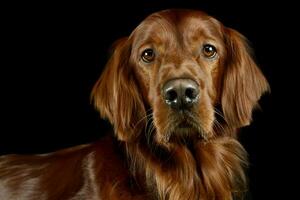 Porträt von ein bezaubernd irisch Setter foto