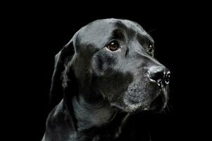 Porträt von ein bezaubernd Labrador Retriever suchen neugierig - - isoliert auf schwarz Hintergrund foto