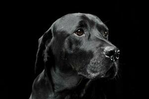 traurig schwarz gemischt Rasse Hund mit schön Augen Porträt im ein schwarz Studio foto