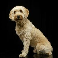 Studio Schuss von ein bezaubernd Bolognese Hund foto