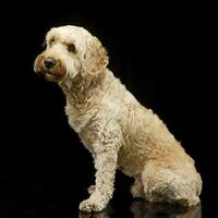 Studio Schuss von ein bezaubernd Bolognese Hund foto