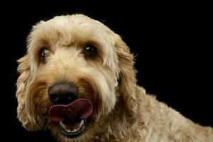 ein bezaubernd Bolognese Hund Lecken seine Lippen foto