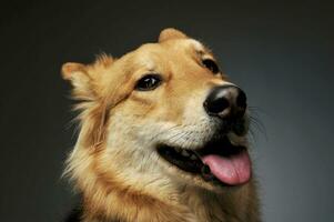 Porträt von ein bezaubernd Schäfer Hund foto