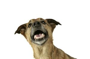 Porträt von ein süß gemischt Rasse Hund Hündchen suchen oben neugierig foto