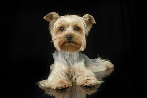 Studio Schuss von ein süß Yorkshire Terrier foto