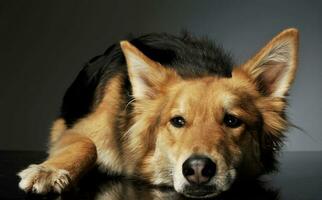 Studio Schuss von ein bezaubernd Schäfer Hund foto