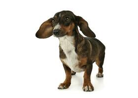 Studio Schuss von ein bezaubernd gemischt Rasse Hund mit lange Ohren suchen komisch foto