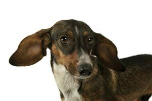 Porträt von ein bezaubernd gemischt Rasse Hund mit lange Ohren suchen komisch foto