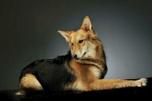 Studio Schuss von ein bezaubernd Schäfer Hund foto