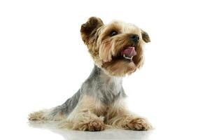 Studio Schuss von ein bezaubernd Yorkshire Terrier foto