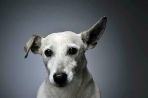 komisch Ohren Weiß Hund Porträt im absolvierte Hintergrund foto