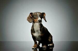 Studio Schuss von ein bezaubernd gemischt Rasse Hund mit lange Ohren suchen neugierig foto