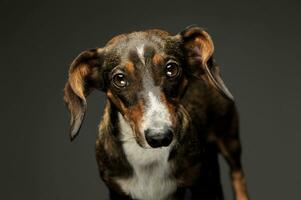 Porträt von ein bezaubernd gemischt Rasse Hund mit lange Ohren suchen neugierig beim das Kamera foto