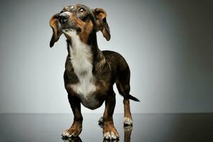 Studio Schuss von ein bezaubernd gemischt Rasse Hund mit lange Ohren suchen oben neugierig foto