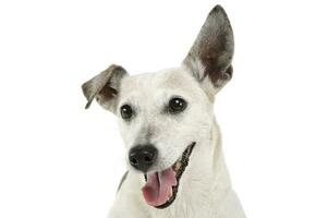 Porträt von ein bezaubernd Jack Russell Terrier suchen beim das Kamera und scheint glücklich foto