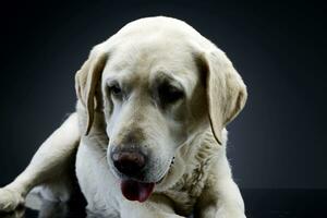 Studio Schuss von ein bezaubernd blind Labrador Retriever foto