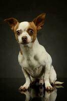 Studio Schuss von ein bezaubernd Chihuahua foto