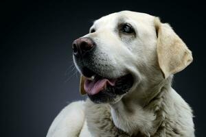 Porträt von ein bezaubernd blind Labrador Retriever foto