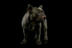 Studio Schuss von ein bezaubernd Französisch Bulldogge foto