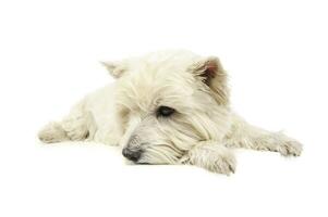 Studio Schuss von ein bezaubernd Westen Hochland Weiß Terrier Lügen und suchen traurig foto