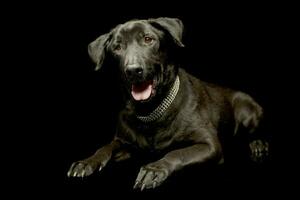 gemischt Rasse schwarz Hund entspannend im ein dunkel Foto Studio