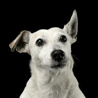 gemischt Rasse komisch Ohren Hund Porträt im ein dunkel Foto Studio