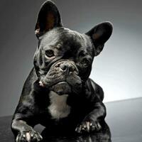 Französisch Bulldogge aussehen beim Sie im grau Studio foto