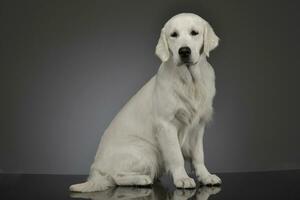 Studio Schuss von ein bezaubernd golden Retriever foto