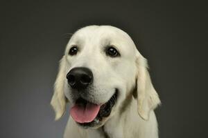 Porträt von ein schön golden Retriever Hündchen foto