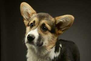 schön Hündchen Corgie Porträt im ein dunkel Foto Studio