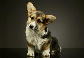 Studio Schuss von ein bezaubernd Corgie foto