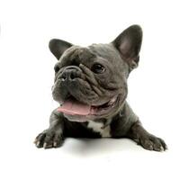 breit Winkel Schuss von ein bezaubernd Französisch Bulldogge foto