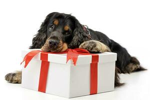 ein bezaubernd Englisch Cocker Spaniel mit ein Geschenkbox foto