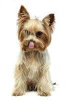 süß Yorkshire Terrier Lecken Lippen und suchen beim Sie im ein Weiß Foto Studio