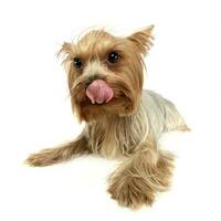 süß Yorkshire Terrier entspannend und Lecken Lippen im ein Weiß Foto Studio