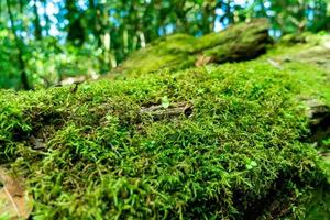 Nahaufnahme grünes Moos auf Baum im Wald foto