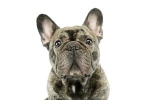 Porträt von ein schön Französisch Bulldogge foto