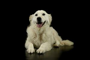 Studio Schuss von ein schön golden Retriever Hündchen foto