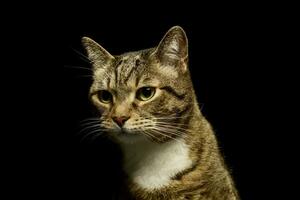 Porträt von ein schön inländisch Katze foto