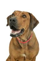 Porträt von ein bezaubernd Rhodesian Ridgeback foto