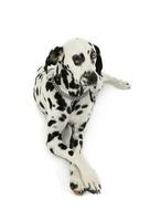 Studio Schuss von ein bezaubernd Dalmatiner Hund mit anders farbig Augen Lügen und suchen neugierig foto