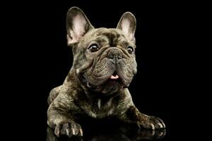 Studio Schuss von ein schön Französisch Bulldogge foto