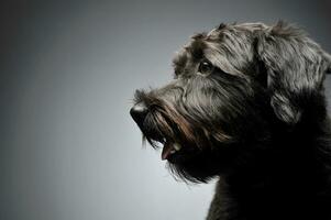 Porträt von ein bezaubernd Drahthaarig gemischt Rasse Hund suchen neugierig foto