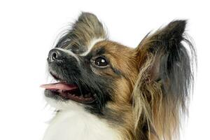 süß Papillon Porträt im Weiß Foto Studio