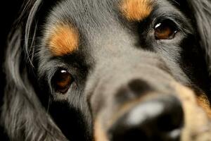 Porträt von ein bezaubernd Englisch Cocker Spaniel foto