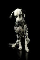 Studio Schuss von ein bezaubernd Dalmatiner Hund Sitzung und suchen traurig foto