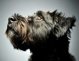 gemischt Rasse verdrahtet Haar Hund Porträt im Studio foto