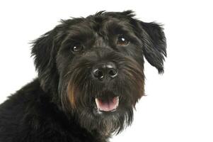 Porträt von ein bezaubernd Drahthaarig gemischt Rasse Hund suchen zufrieden foto