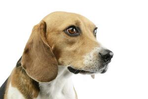 Porträt von ein bezaubernd Beagle foto