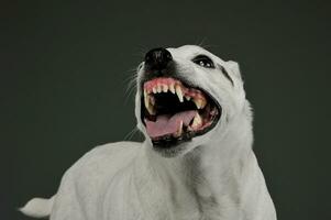 Porträt von ein aufgeregt gemischt Rasse Hund Stehen und suchen wütend foto
